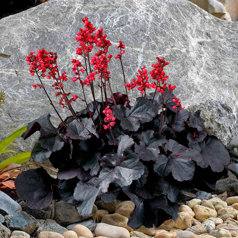 Heuchera ‘Black Forest Cake’ PP (Heuchera hybrid)