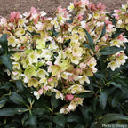 Helleborus Gold Collection® ‘Joker’ PP (Helleborus x ericsmithii hybrid)