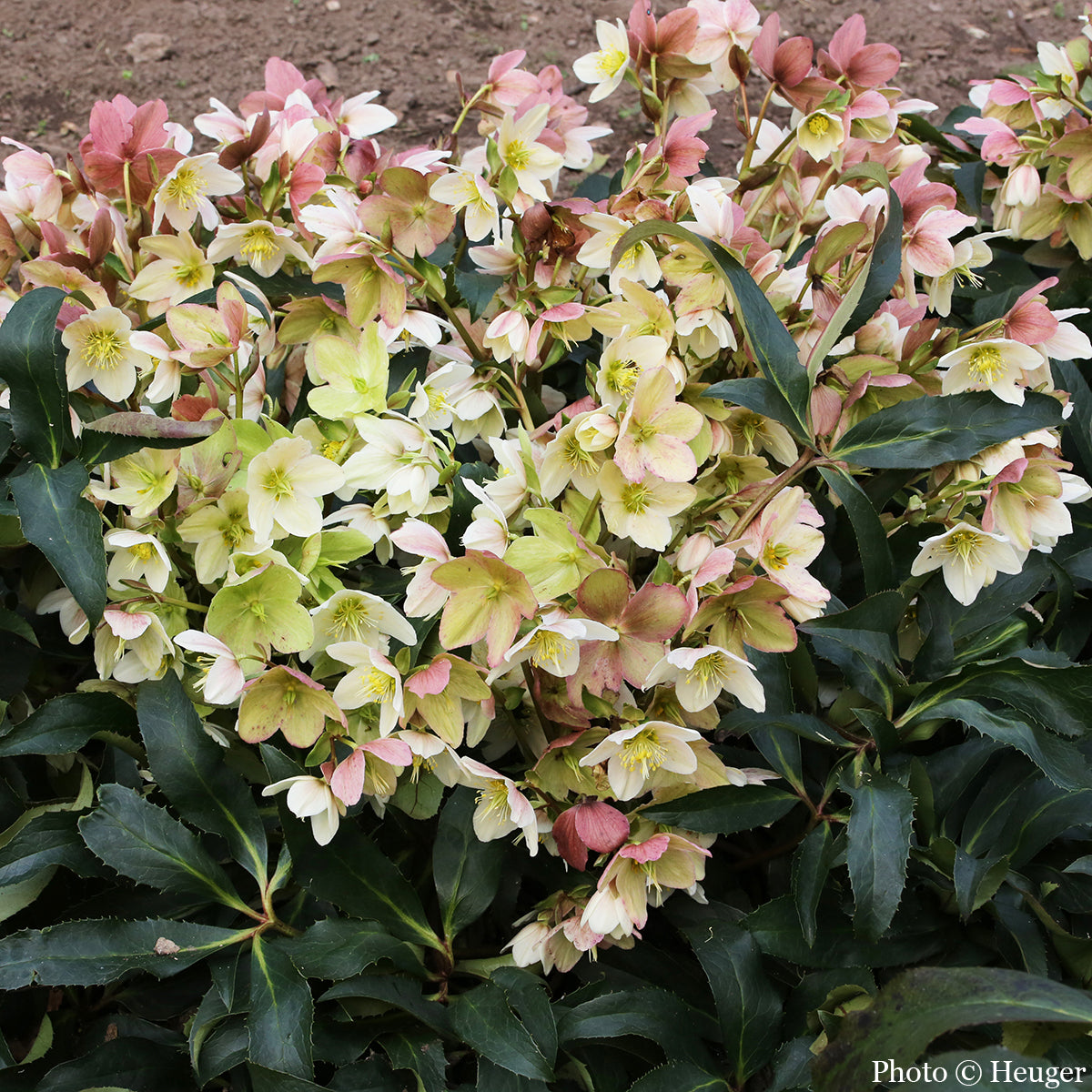 Helleborus Gold Collection® ‘Joker’ PP (Helleborus x ericsmithii hybrid)