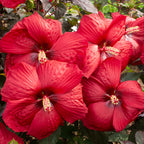 Hardy Hibiscus Head Over Heels® Desire™ PPAF (Hibiscus moscheutos hybrid)