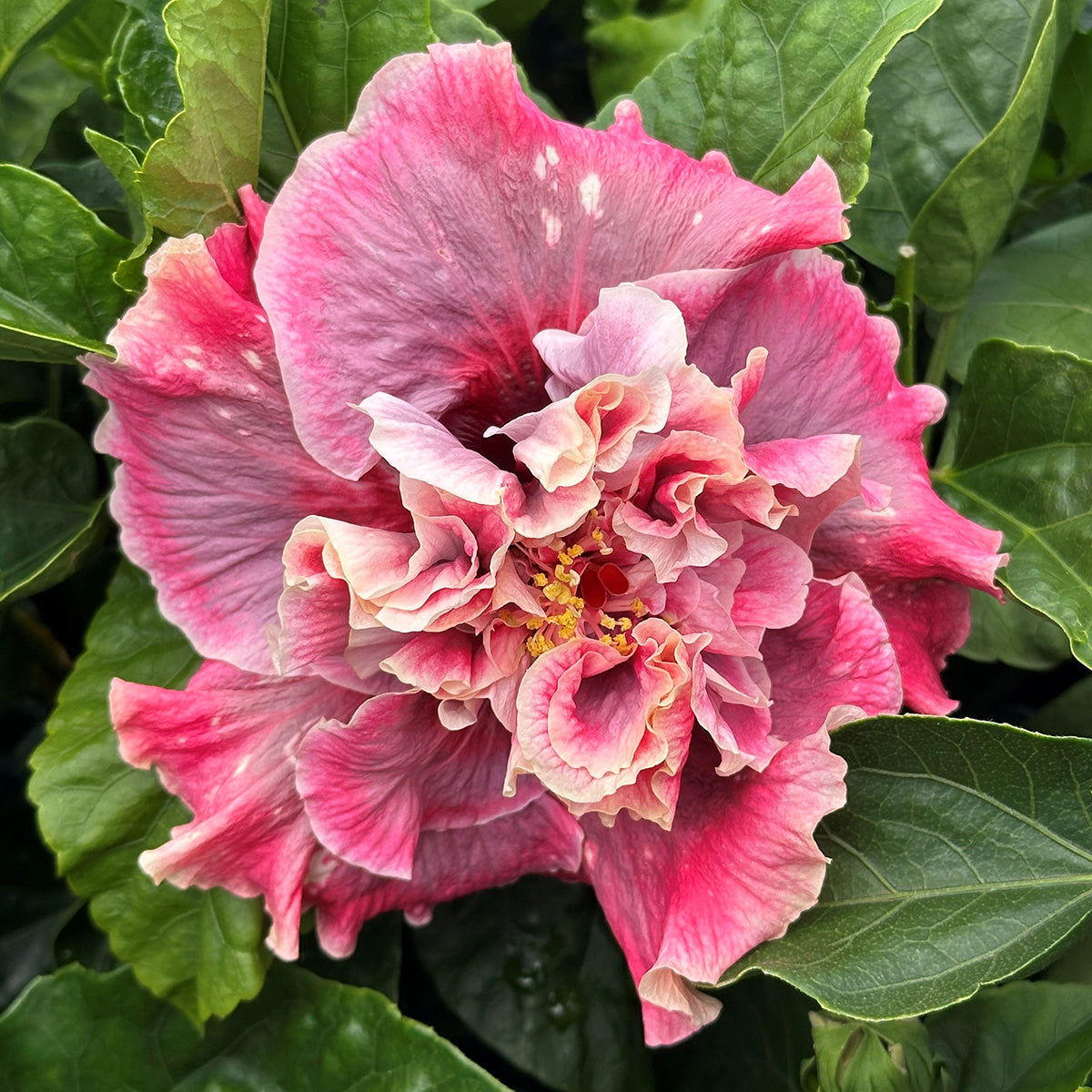 Hibiscus 'Magnifique' plant for sale