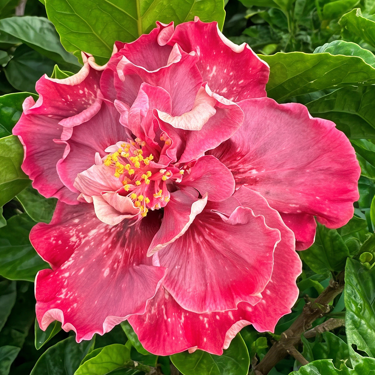 Hibiscus 'Magnifique' plant for sale