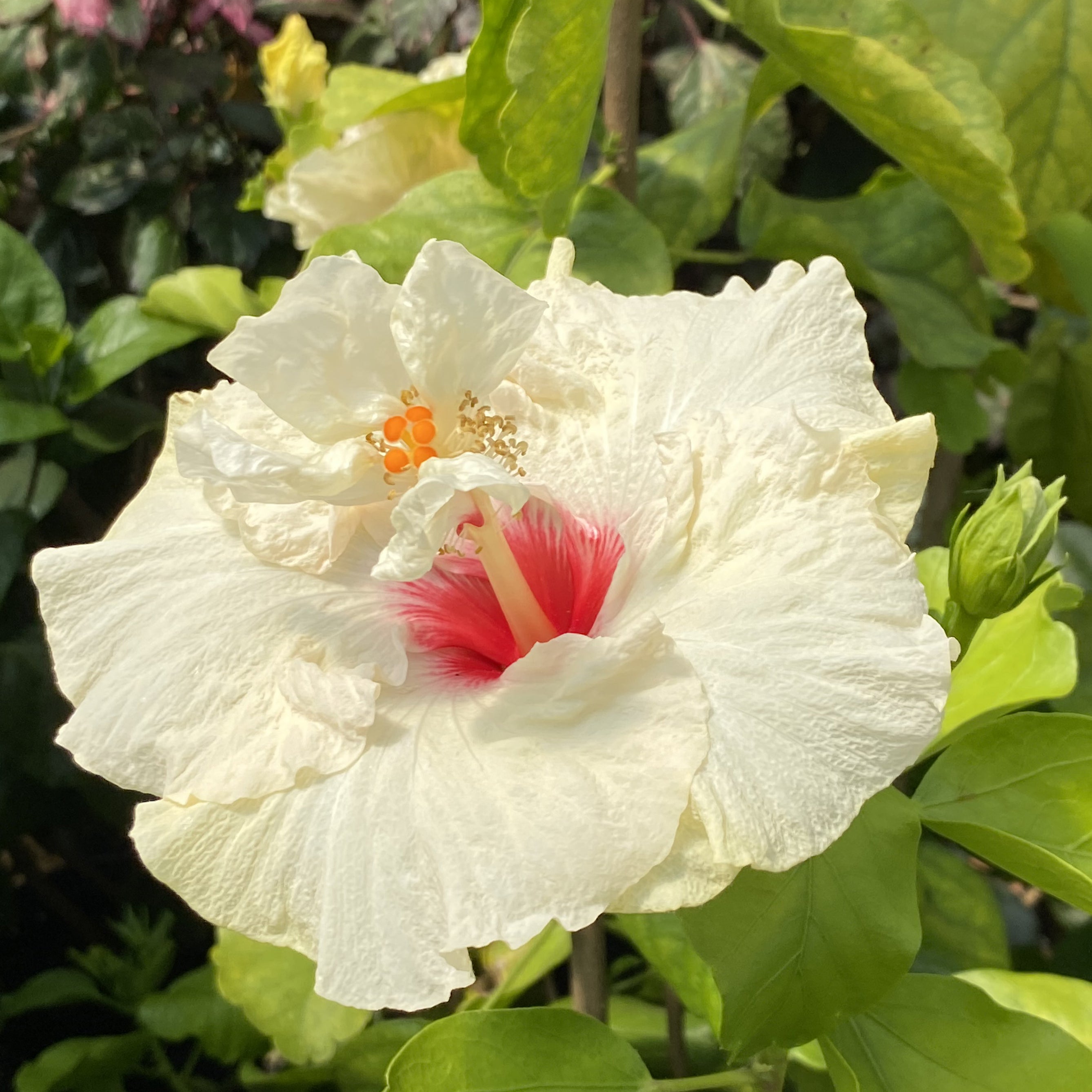 Hibiscus ‘Rising Moon’ (Hibiscus rosa-sinensis hybrid)