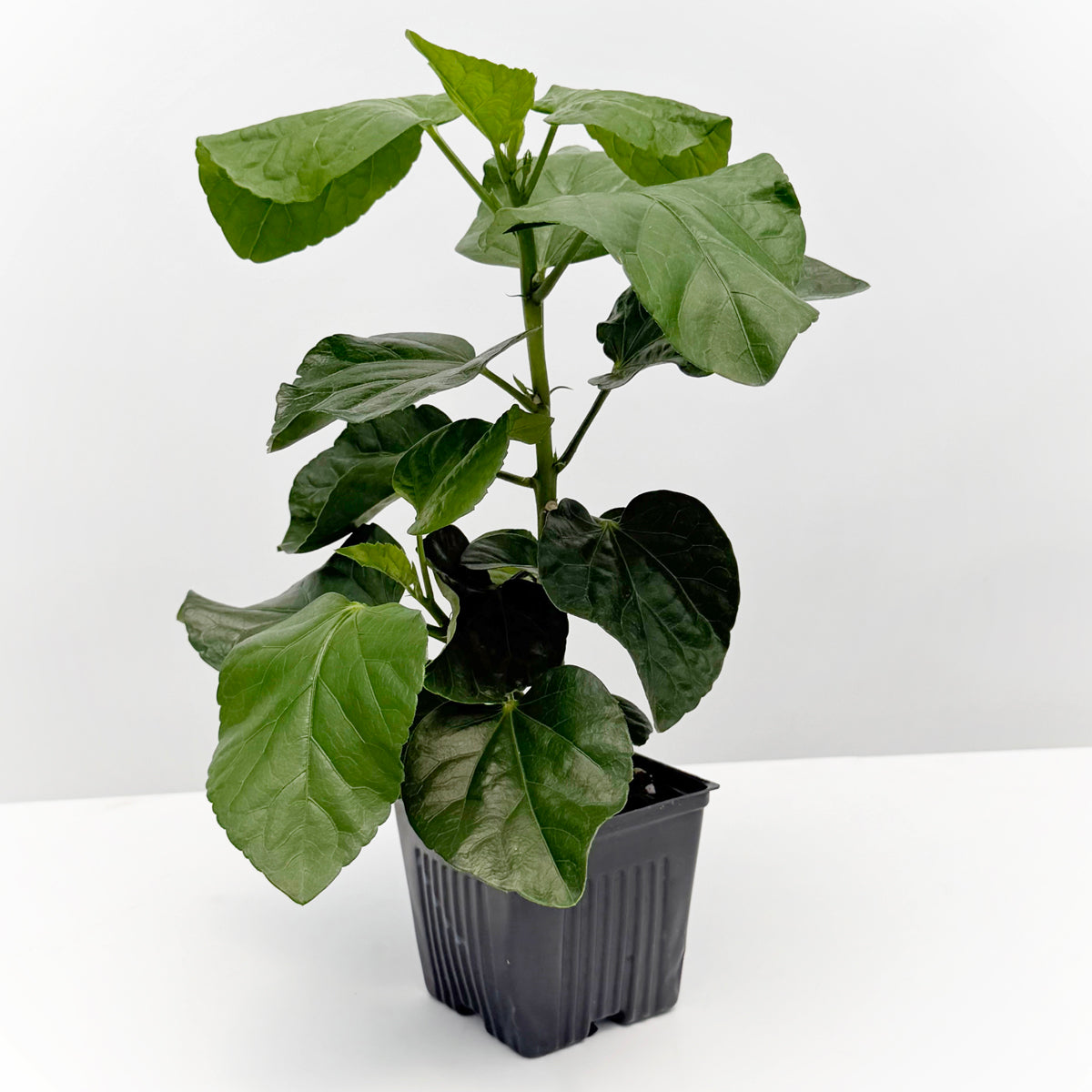 Hibiscus 'Magnifique'