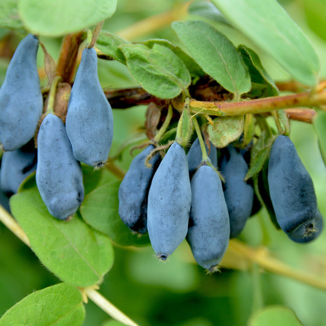 Honeyberry Bush ‘Blue Velvet’ (Lonicera caerulea var.edulis)