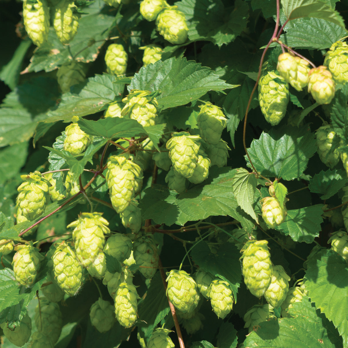 Hops ‘AlphAroma’ (Humulus lupulus hybrid)