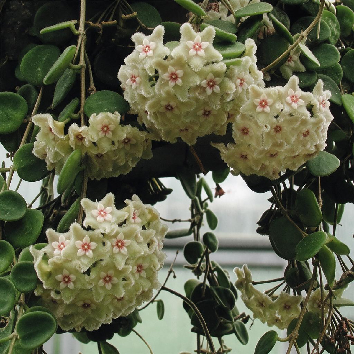 Shooting  Star Wax Plant Hoya Serpens
