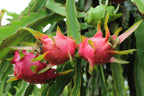 Dragon Fruit Plant ‘American Beauty’ (Hylocereus guatemalensis hybrid)