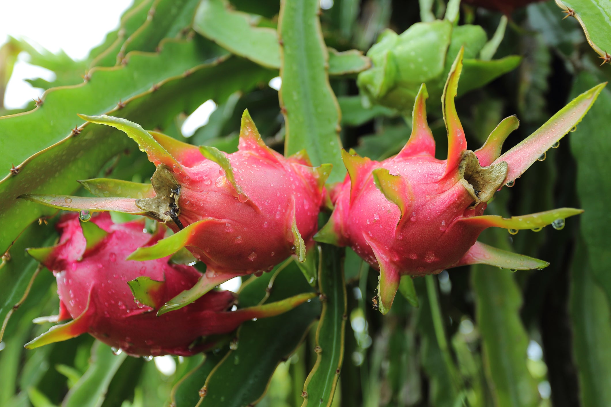 Dragon Fruit Plant ‘American Beauty’ (Hylocereus guatemalensis hybrid)