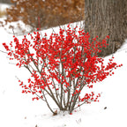 Winterberry Berry Poppins® PP (Ilex verticillata)