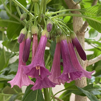 iochroma_princess (tropical-plants)