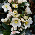 Helleborus Gold Collection® ‘Joker’ PP (Helleborus x ericsmithii hybrid)