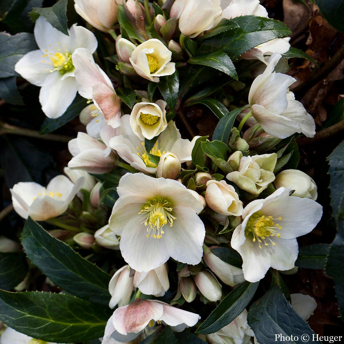 Helleborus Gold Collection® ‘Joker’ PP (Helleborus x ericsmithii hybrid)