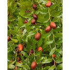 Jujube Plant ‘Li’ (Ziziphus jujuba)