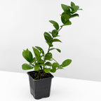 Key Lime Tree (Citrus aurantifolia)