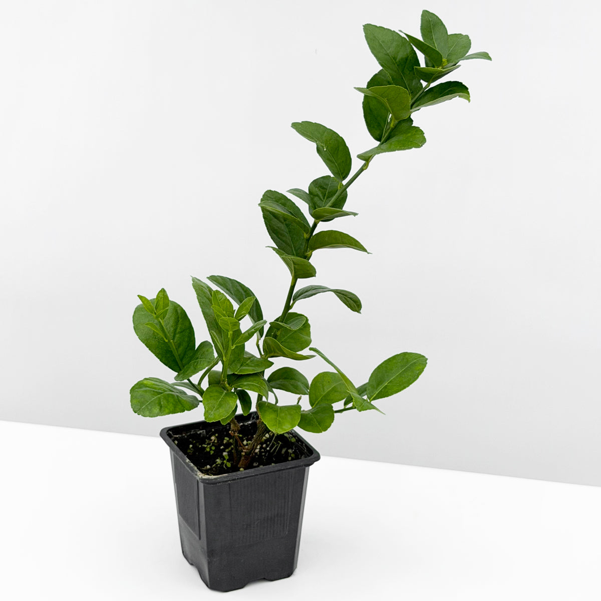 Key Lime Tree (Citrus aurantifolia)