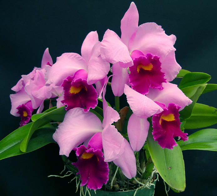 Lc Orchid Irene Newman ‘Happy Days’ (Laelia x Cattleya hybrid)