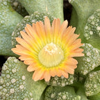 Limestone Living Rocks (Titanopsis calcarea)