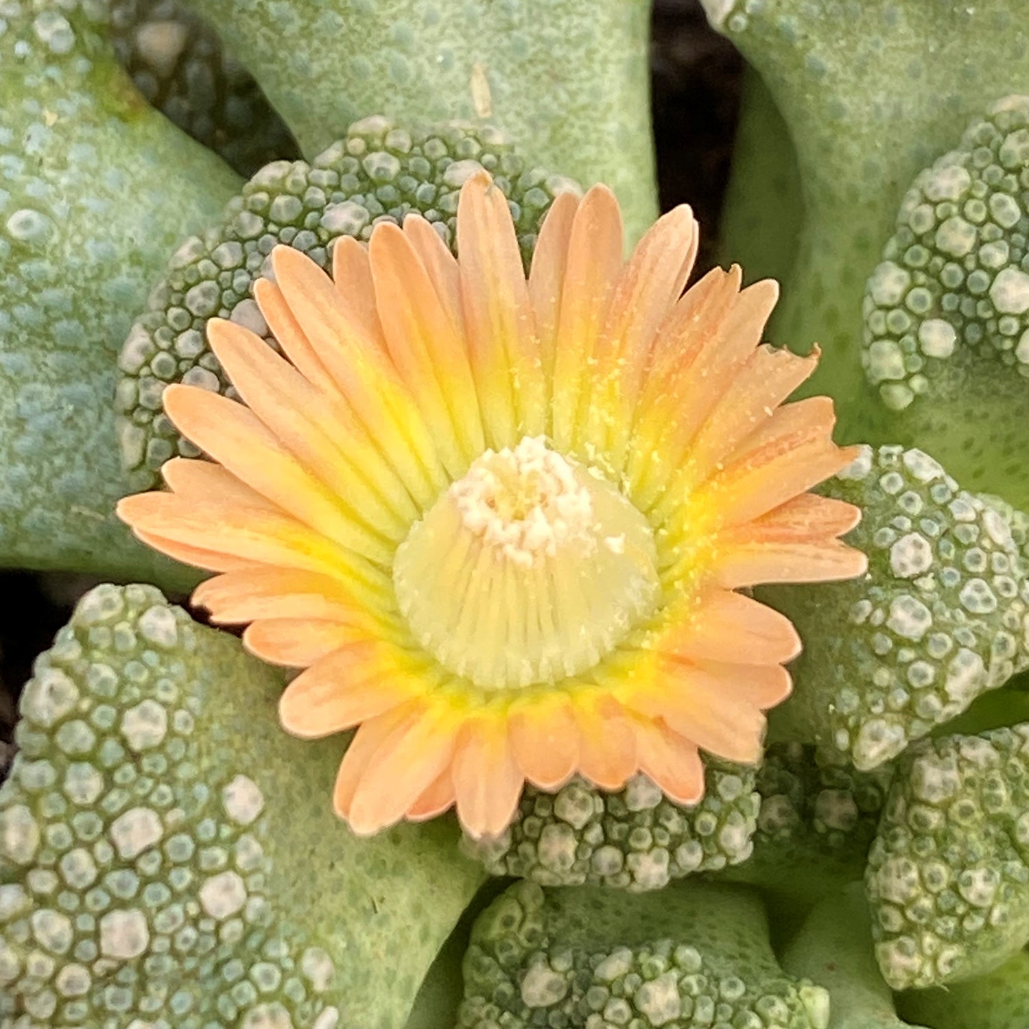 Limestone Living Rocks (Titanopsis calcarea)