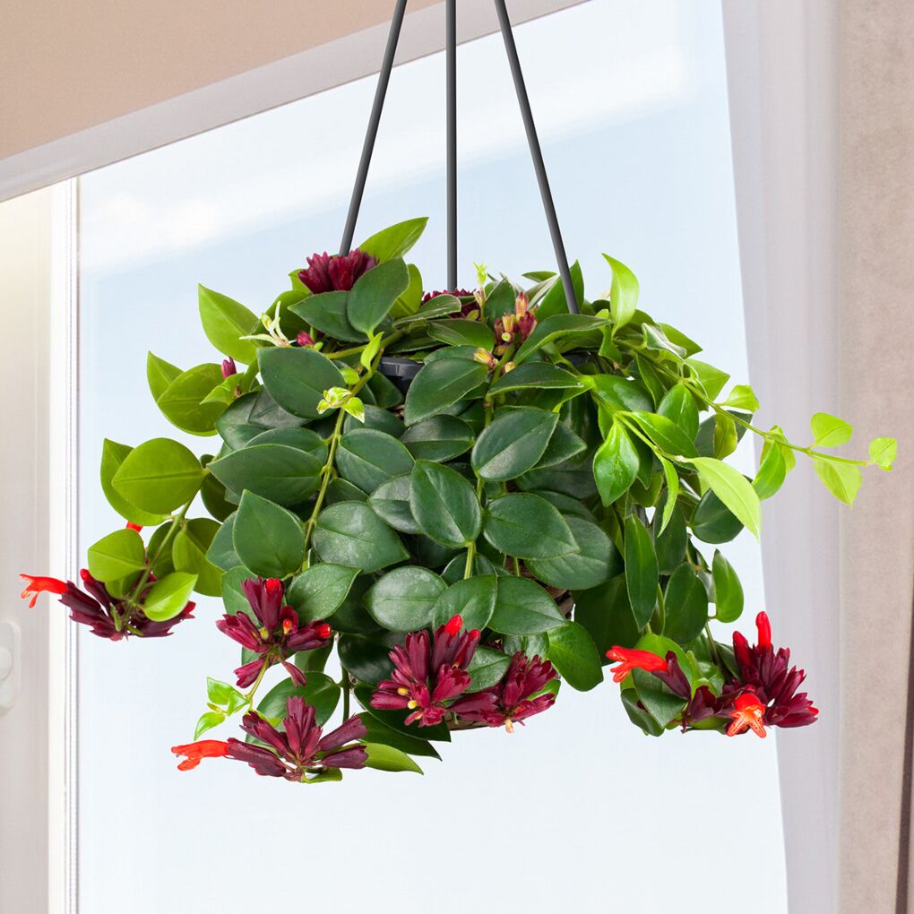 Lipstick Plant Mona Lisa