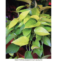 low-light-houseplant-Neon-Pothos-Epipremnum-aureum-1 (low-light-houseplants)
