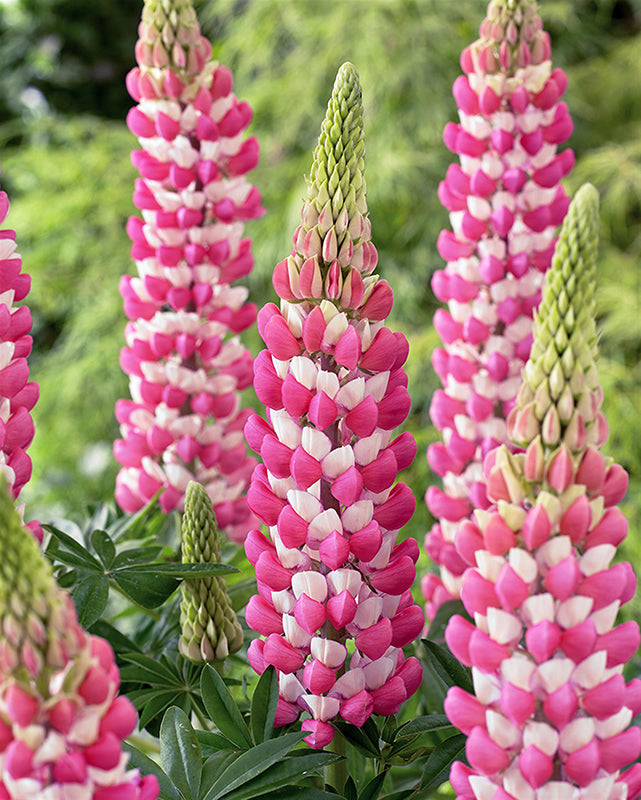 Lupine WestCountry™ ‘Rachel de Thame’ (Lupinus hybrid)
