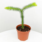 Lycopodium (Lycopodium squarrosum)