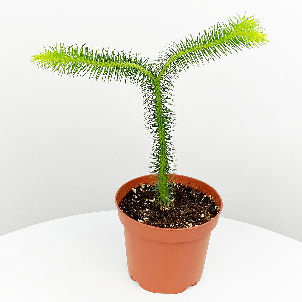 Lycopodium (Lycopodium squarrosum)