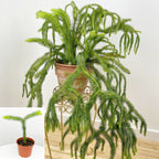 Lycopodium (Lycopodium squarrosum)