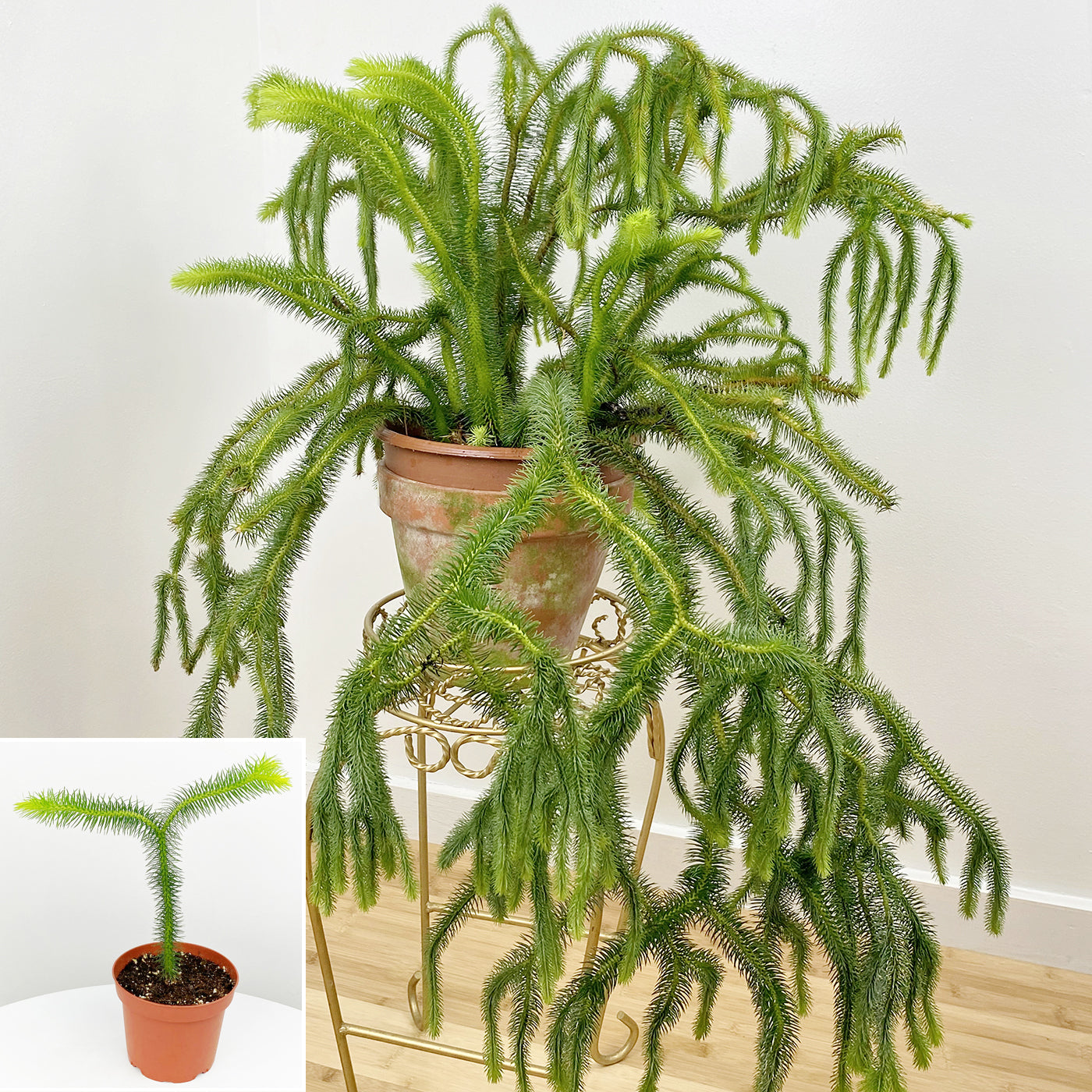 Lycopodium (Lycopodium squarrosum)