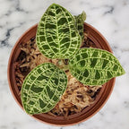 Lightning Bolt Jewel Orchid (Macodes petola)