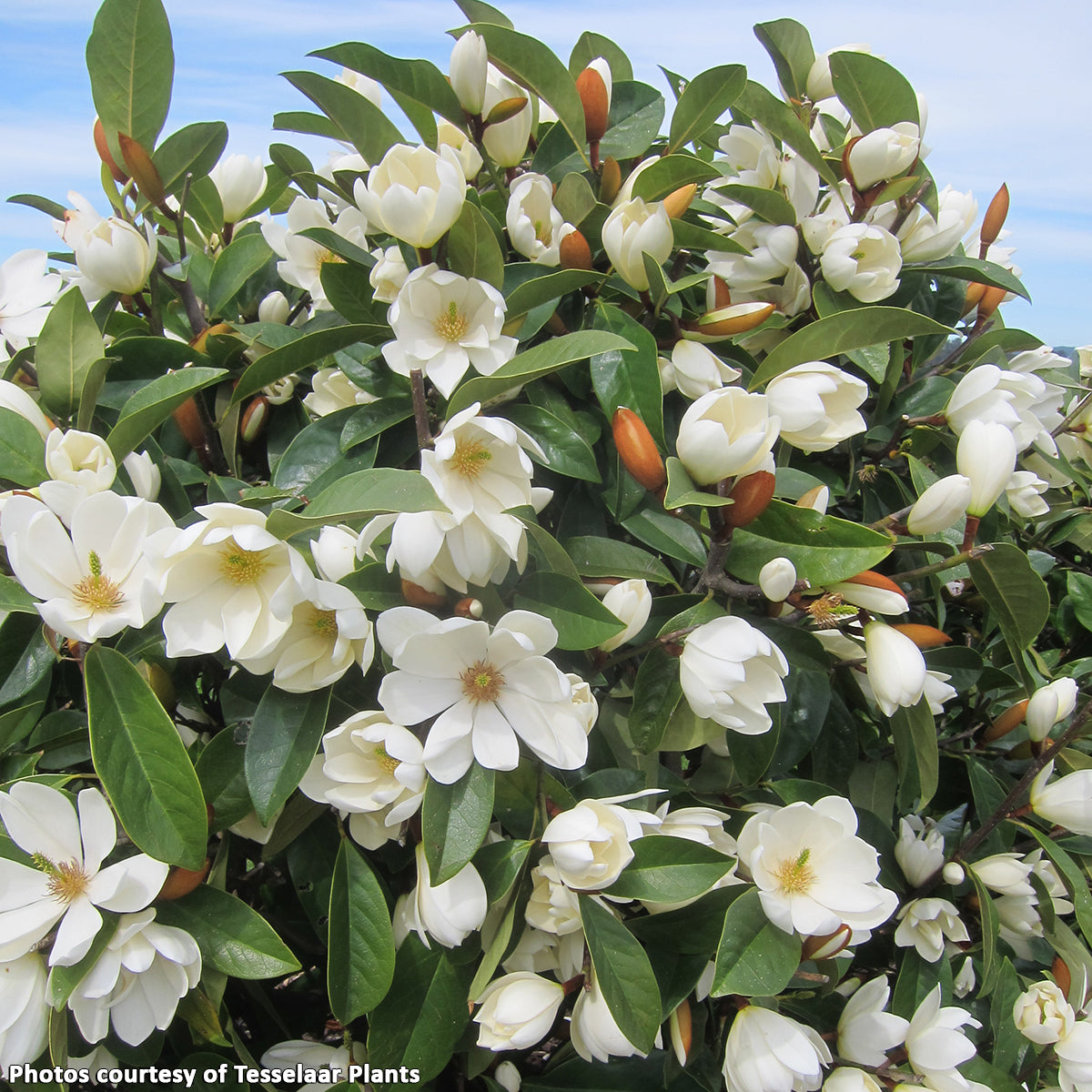Fairy Magnolia® Cream (Magnolia hybrid)
