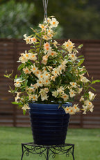 Mandevilla SunParasol® ‘Giant Apricot’ (Mandevilla hybrid)