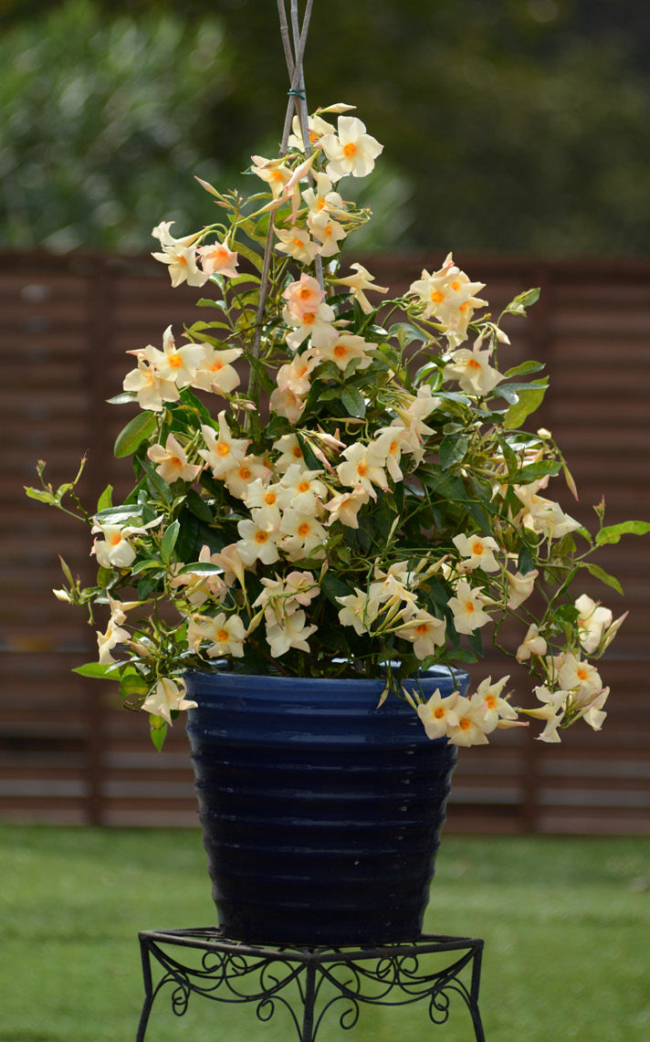 Mandevilla SunParasol® ‘Giant Apricot’ (Mandevilla hybrid)