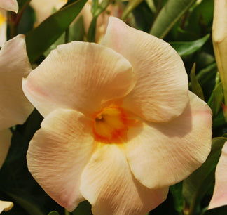 Mandevilla SunParasol® ‘Giant Apricot’ (Mandevilla hybrid)