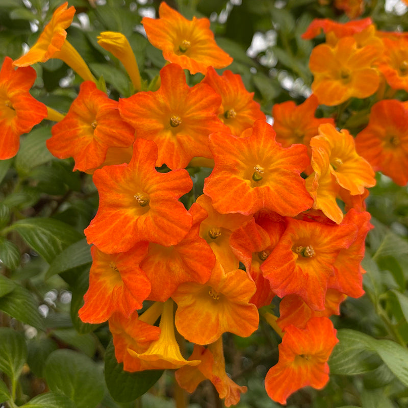 Marmalade Plant