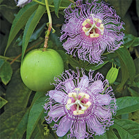 maypop (hardy-plants)