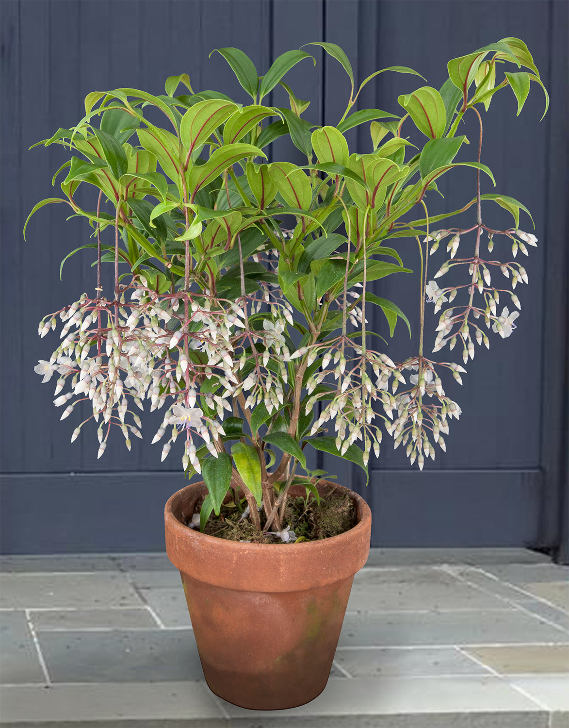 Medinilla ‘Lalique’ (Medinilla alata 'Lalique')