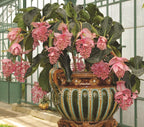 Showy Medinilla (Medinilla magnifica)