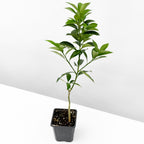 Sweet Kumquat Tree ‘Meiwa’ 4" pot