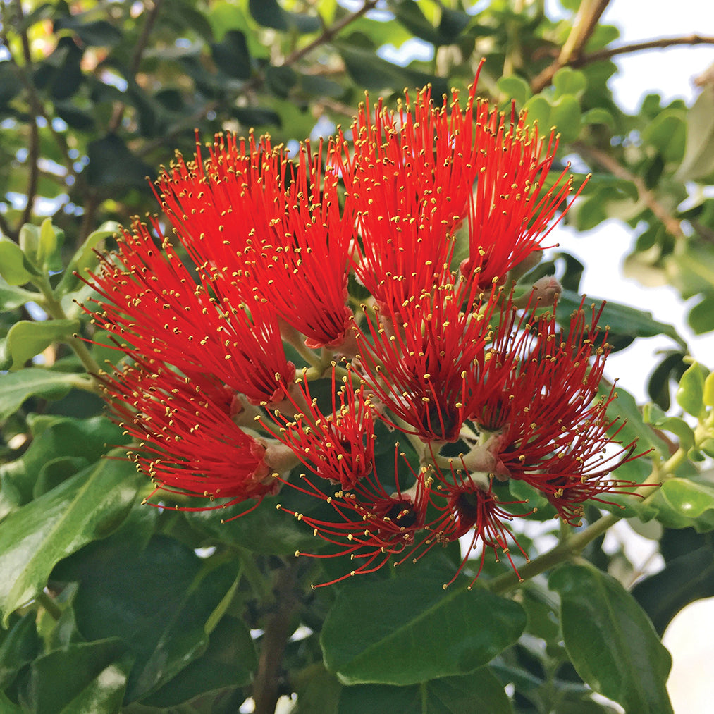 Metrosideros ‘Cherry Red’ (Metrosideros polymorpha)