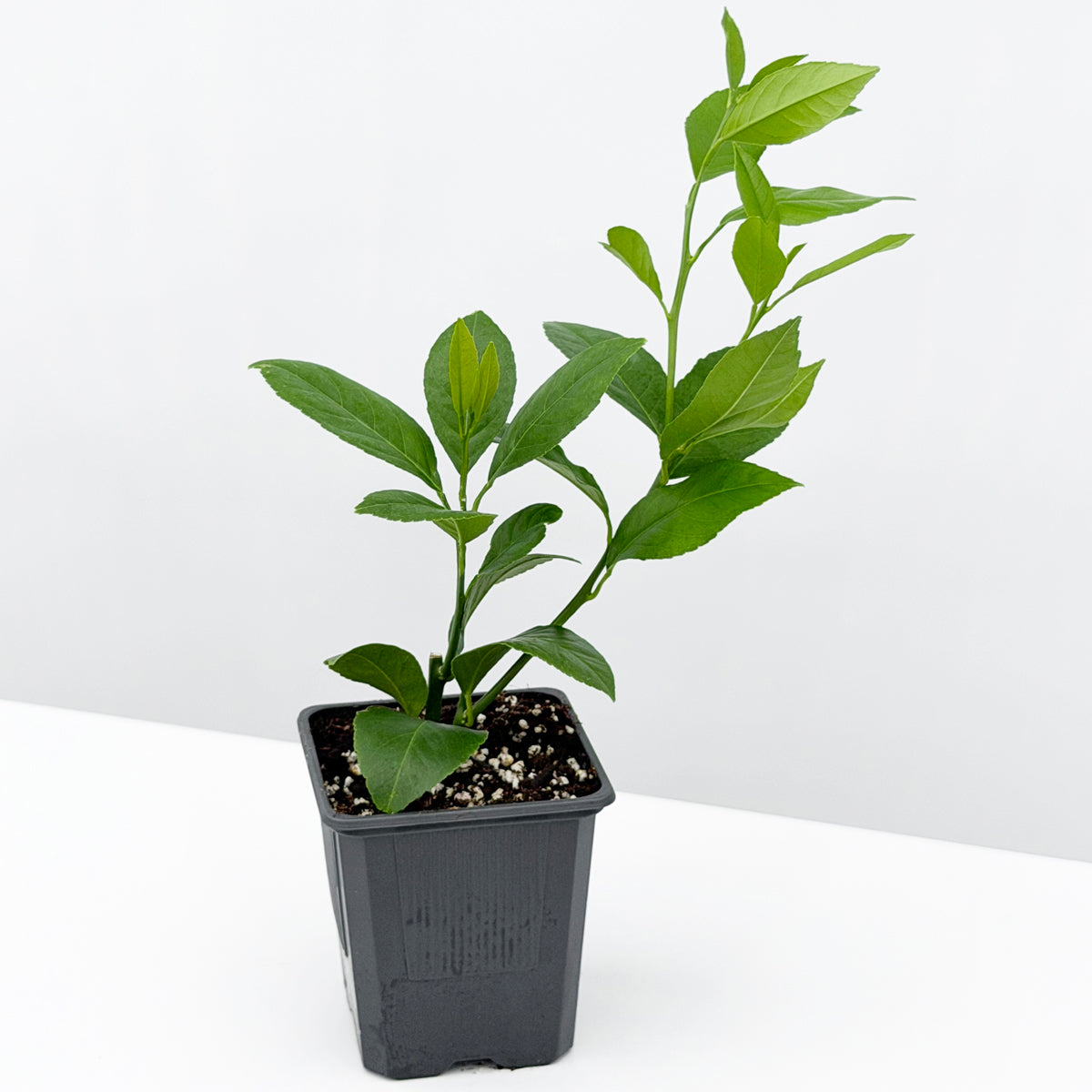 Meyer Lemon Tree (Citrus limon)