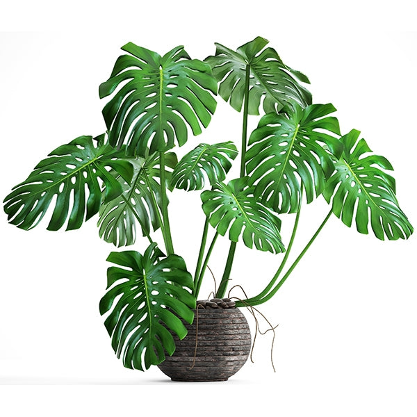 Mexican Breadfruit (Monstera deliciosa)