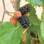 Dwarf Mulberry Bush ‘Issai’ (Morus alba)