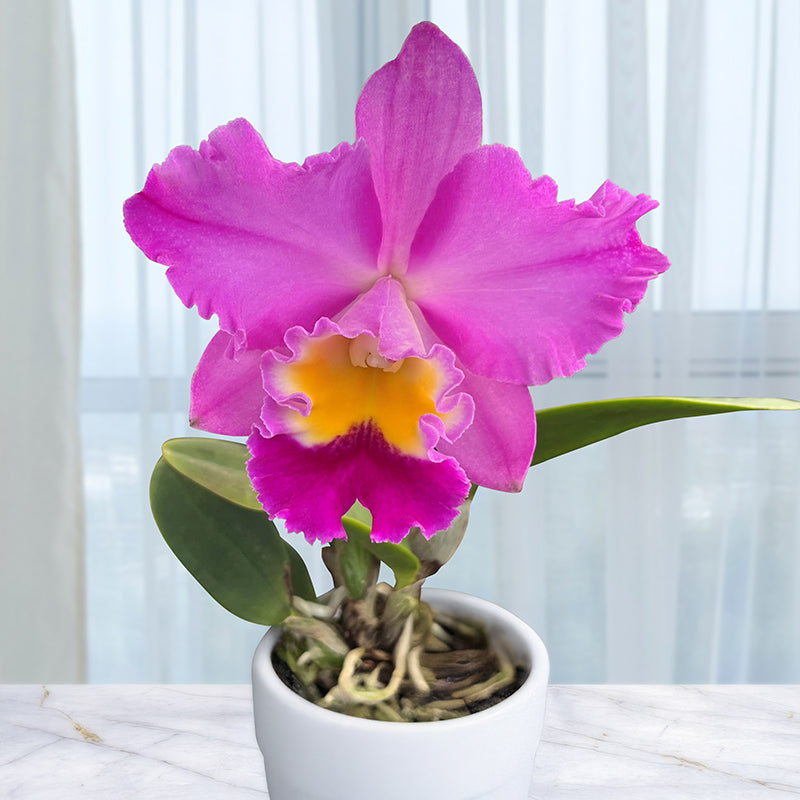 Rlc. Orchid Clift Tsuji (Rhyncholaeliocattleya hybrid)