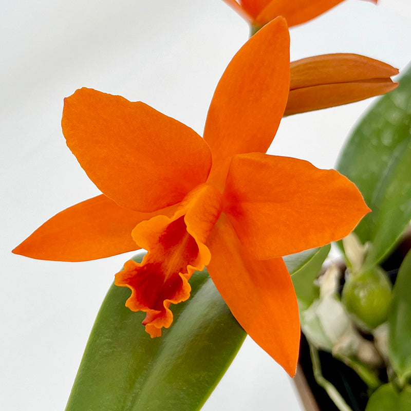 Rlc Orchid Linda Vee ‘Kira’ 
