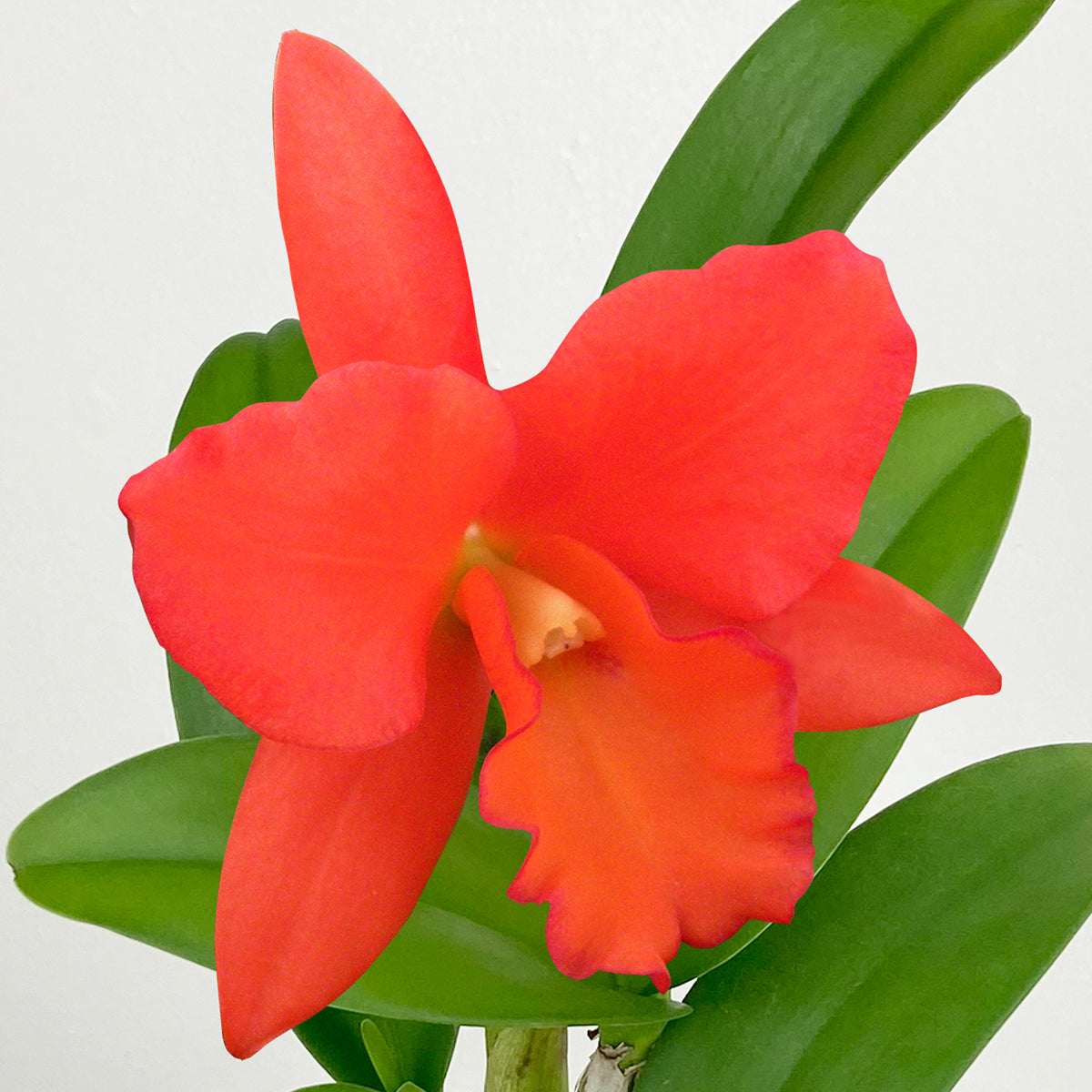 Blc. Orchid Dan O’Neil ‘Jubilee’ HCC/AOS (Brassavola x Laelia x Cattleya hybrid)