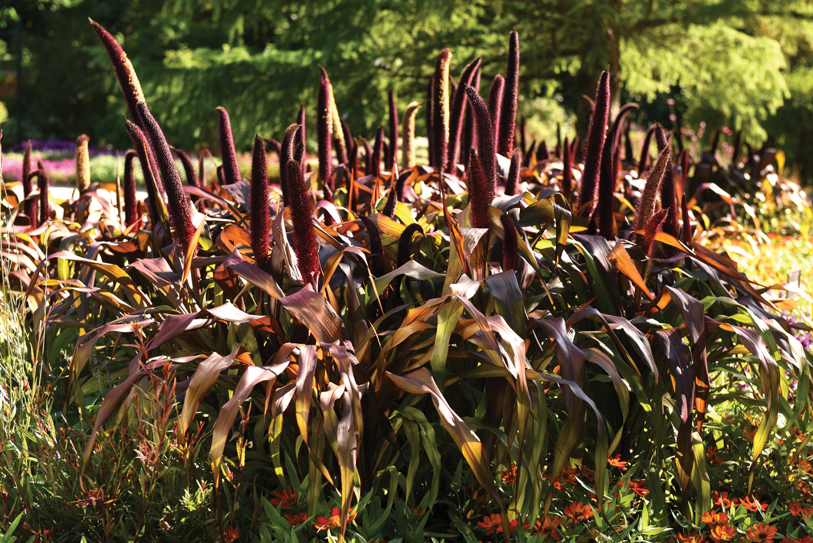 Ornamental Millet ‘Copper Prince’ (Pennisetum glaucum)