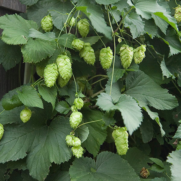 Hops ‘Nugget’ (Humulus lupulus hybrid)