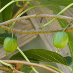 Hardy Kiwi Vine ‘Issai’ (Actinidia arguta)